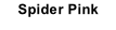 Spider Pink